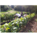 Vendanges-web.jpg